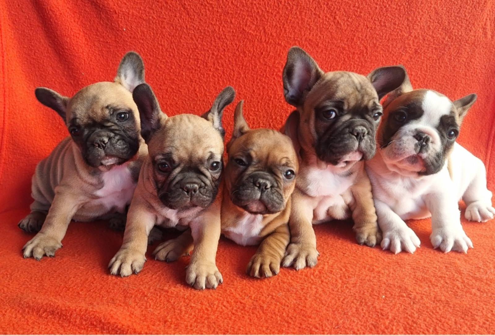 viber_slika_2026-03-28_14-14-20-073