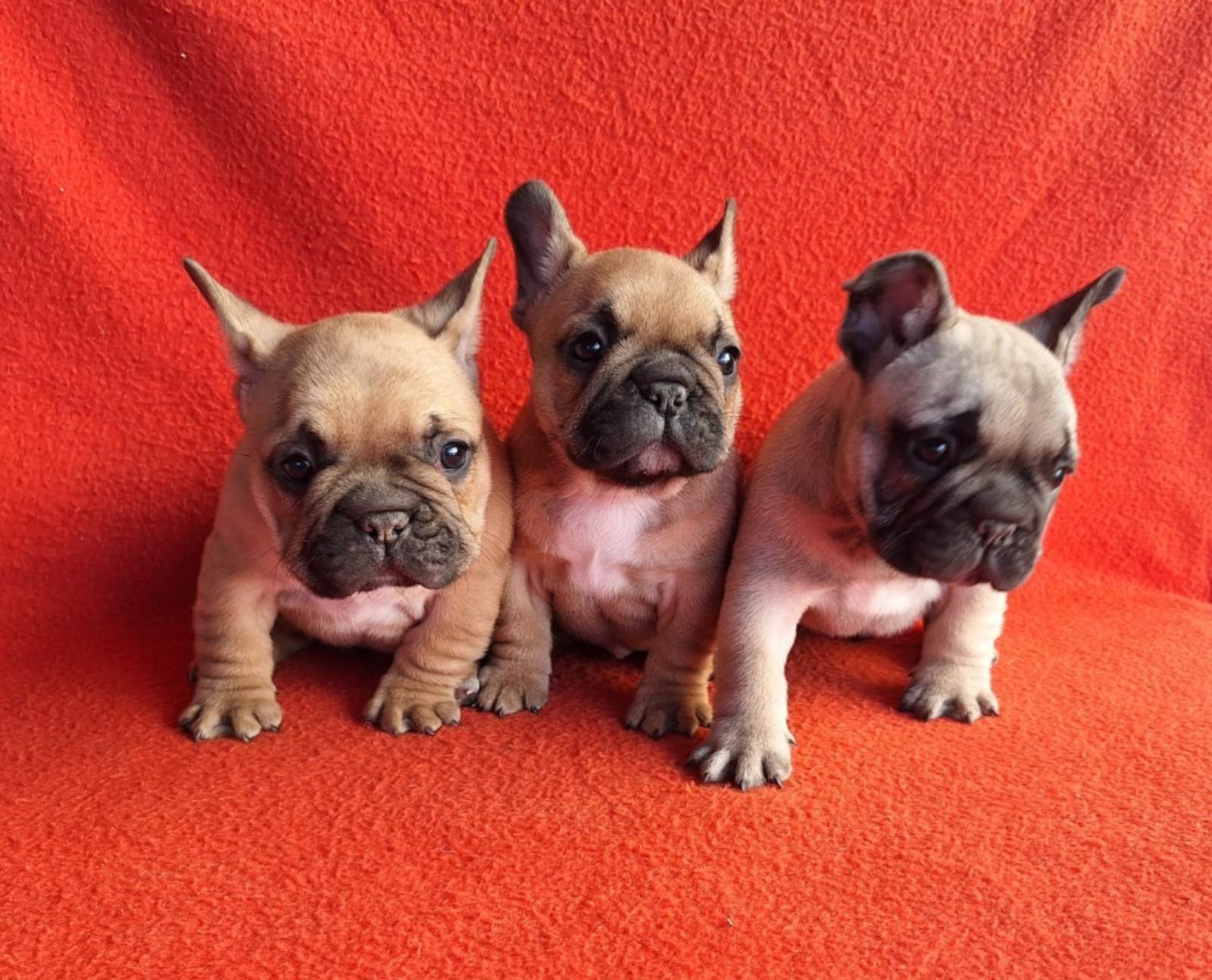 viber_slika_2026-03-28_14-14-20-207