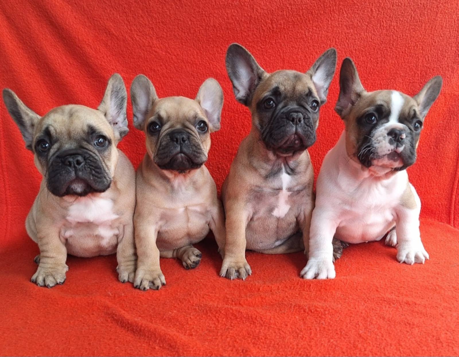 viber_slika_2026-03-28_14-14-20-257